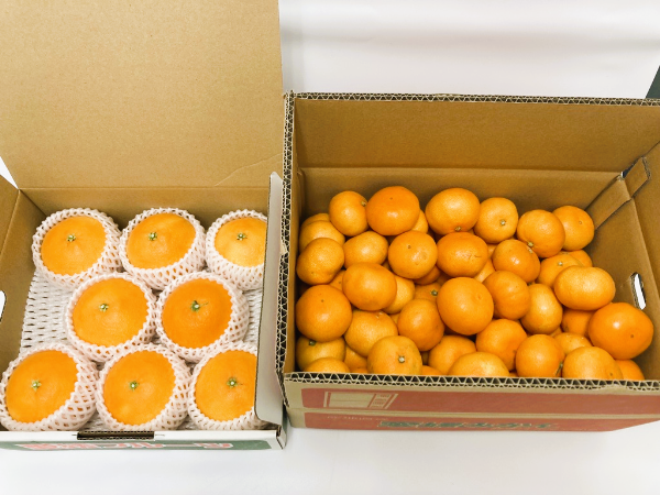 みかん 愛果28号と温州みかんのセット 小玉マルチ 年内配送 紅まどんなと同一品種 人気 数量限定 愛媛 柑橘 伊予市 【2025年12月上旬から順次発送予定】｜B163