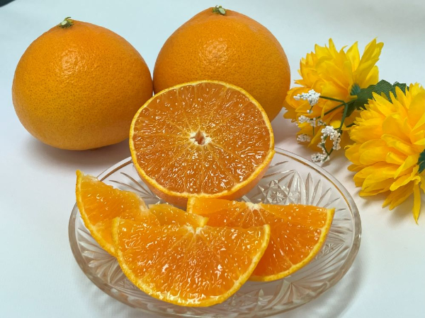 【2026年3月発送予定】愛果48号 2kg L～2Lサイズ 紅プリンセス同一品種 農園直送 みかん 愛媛 人気 数量限定 先行予約 柑橘 伊予市｜B169