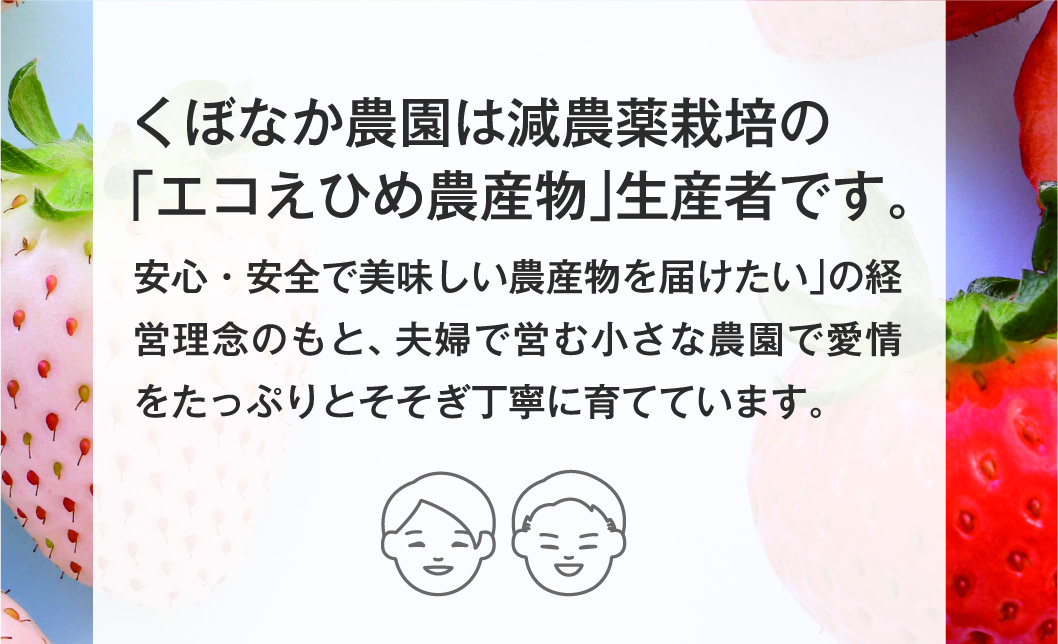 いちご 2パック 農園直送  ランダム 2品種 食べ比べ さちのか おいCベリー あまおとめ 紅い雫 かおり野 スターナイト みくのか 数量限定 愛媛 人気 伊予市 くぼなか農園｜B201
