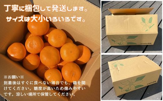 せとか 3kg ご家庭用 みかん 愛媛 先行予約 【2026年2月上旬から順次発送】 数量限定 愛媛県産 人気 柑橘 伊予市｜B244