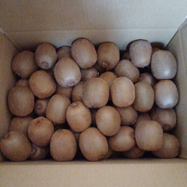 訳あり キウイ 6kg 小玉 愛媛 国産 キウイフルーツ 規格外 数量限定 伊予市 【2024年11月配送】｜B265