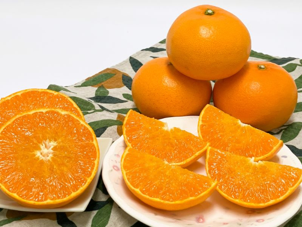 みかん 愛媛 せとか（1.5kg） 人気 数量限定 先行予約 【2026年2月下旬以降発送】 柑橘 伊予市｜B30