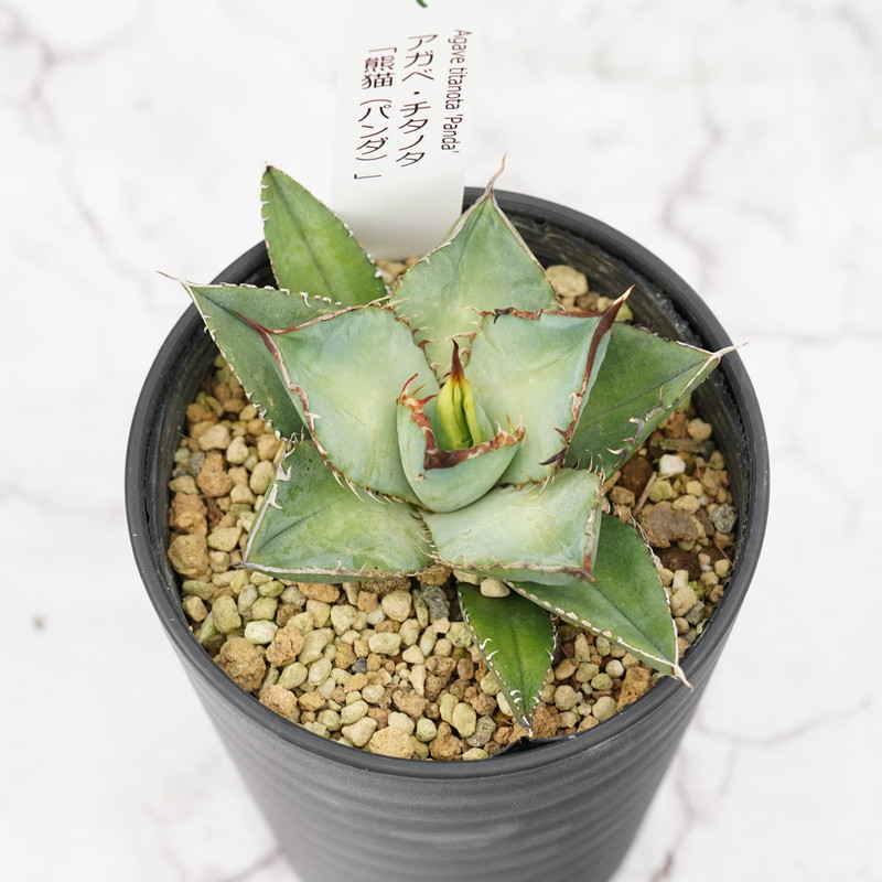 アガベ・チタノタ「熊猫（パンダ）」 3.5号鉢 四国ガーデン 人気 多肉植物 インテリア 観葉植物 グリーン リラックス｜B306