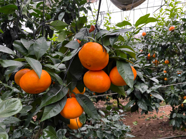 【ANA限定】愛果28号 3kg ご家庭用 農園直送 先行予約 12月発送 愛媛 数量限定 愛媛県産 人気 柑橘 伊予市｜B310