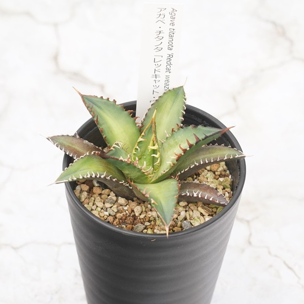 アガベ・チタノタ「レッドキャット・ウィーズル」 3.5号鉢 四国ガーデン 人気 多肉植物 インテリア 観葉植物 グリーン リラックス｜B324