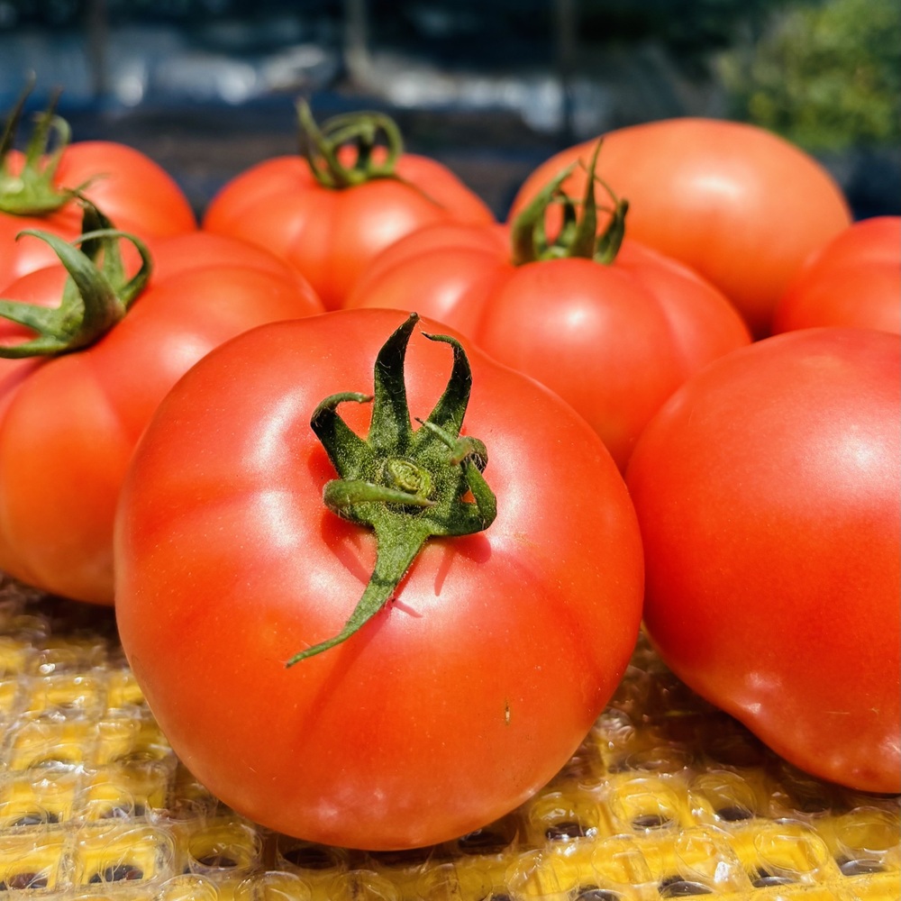 トマト 4kg 20玉～28玉 麗月 産地直送 野菜 新鮮 サラダ 赤熟 くぼなか農園 愛媛 伊予市 | B362