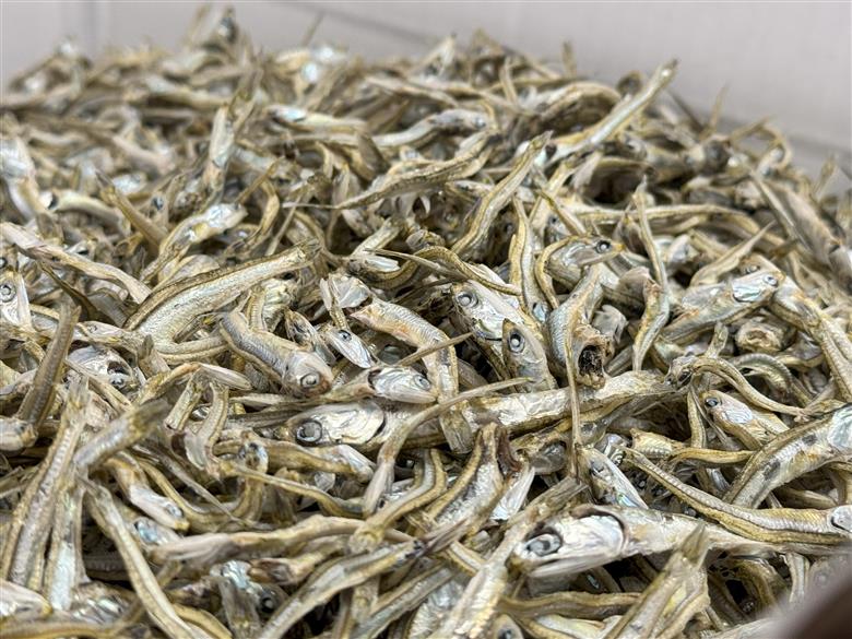 伊予煮干 いりこ 2kg 【10月以降発送】 伊予灘産 瀬戸内海 出汁 料理 おやつ カルシウム 健康 サクサク食感 海の幸 海産物 乾物 魚介類 おつまみ 保存食 特産品 愛媛 伊予市｜B422