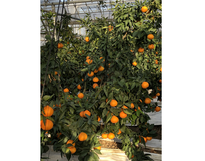 みかん 愛果28号 3kg ご家庭用 紅まどんなと同一品種 農園直送 先行予約 【12月上旬から順次発送予定】 愛媛 数量限定 愛媛県産 人気 柑橘 国産 フルーツ 伊予市｜B443