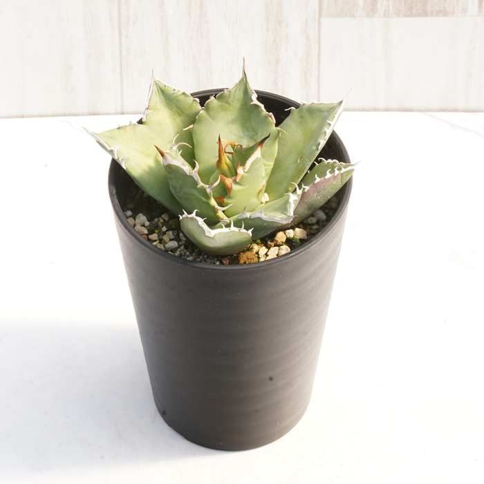 アガベ・チタノタ「猫爪（キャッツ・パウ）」 3.5号鉢 数量限定 四国ガーデン 人気 多肉植物 インテリア 観葉植物 グリーン リラックス｜B446