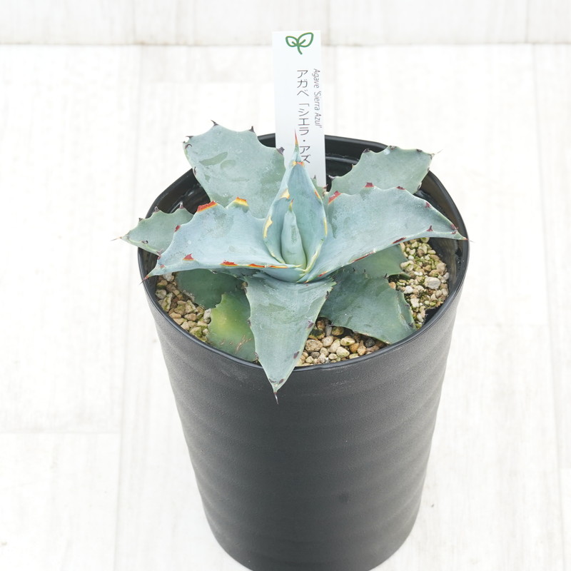 アガベ「シエラ・アズール」4.5号鉢 四国ガーデン 人気 多肉植物 インテリア 観葉植物 グリーン リラックス | B453