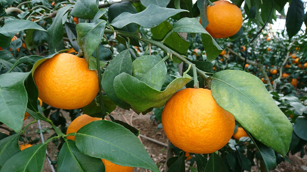 愛果28号 約3.3kg ご家庭用 みかん 紅まどんなと同品種 柑橘 愛媛 【12月から順次発送予定】 先行予約 数量限定 人気 伊予市｜B456