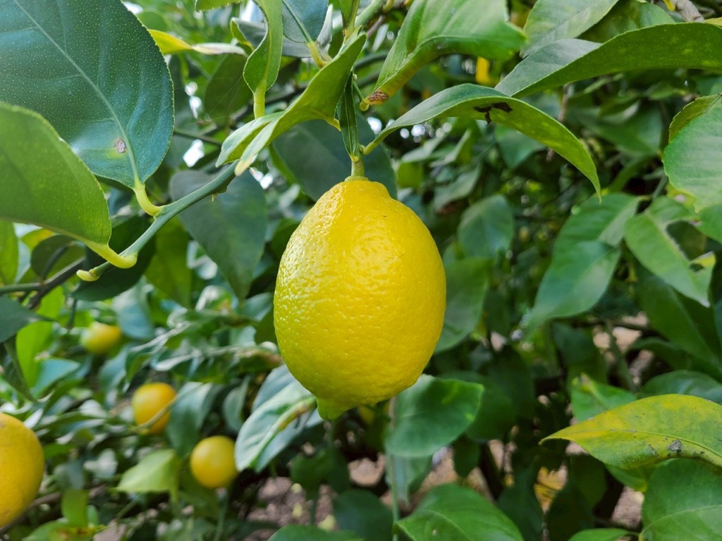 レモン 3kg ご家庭用 バラ詰め ユーレカ 愛媛 【10月から順次発送予定】 数量限定 檸檬 柑橘 フルーツ ビタミン 国産 伊予市｜B459