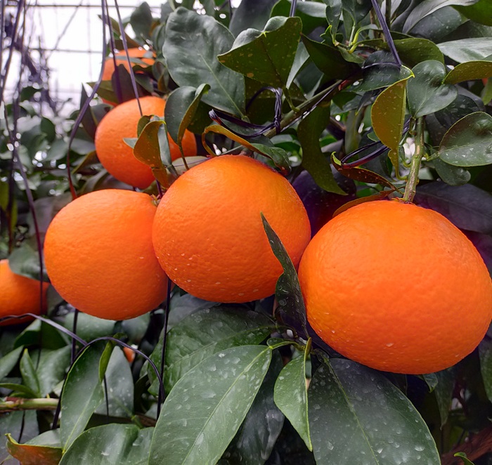 みかん 愛果28号 秀品 約2.5kg バラ詰め 【12月中旬から順次発送予定】 紅まどんなと同一品種 愛媛 人気 柑橘 国産 フルーツ 伊予市｜B508