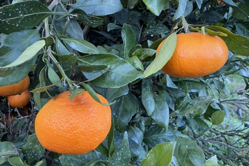 みかん 甘平 5kg Mサイズ バラ詰め 農園直送 先行予約 【2月上旬から順次発送予定】 愛媛 数量限定 愛媛県産 人気 柑橘 伊予市｜ B515