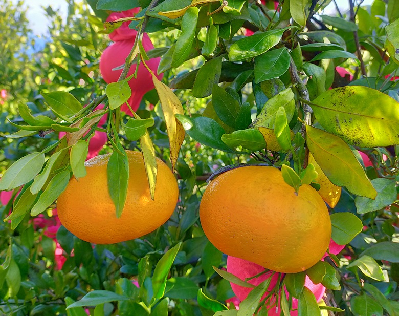 みかん 甘平 約2.5kg バラ詰め 数量限定【2月上旬から順次発送予定】  愛媛 人気 柑橘 国産 フルーツ 伊予市｜B519