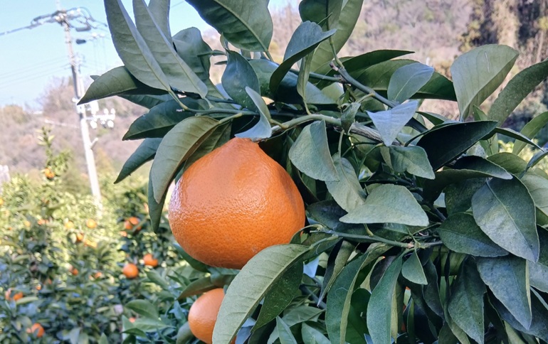 みかん 愛果48号 5kg ご家庭用 紅プリンセスと同一品種 農園直送 先行予約 【3月下旬から順次発送予定】 愛媛 数量限定 愛媛県産 人気 柑橘 国産 フルーツ 伊予市｜B526