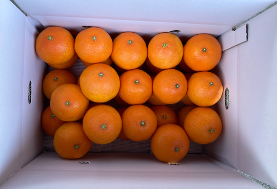 みかん 愛果28号 5kg Sサイズ バラ詰め 紅まどんなと同一品種 農園直送 先行予約 【11月中旬から順次発送予定】 愛媛 数量限定 愛媛県産 人気 柑橘 伊予市｜ B528