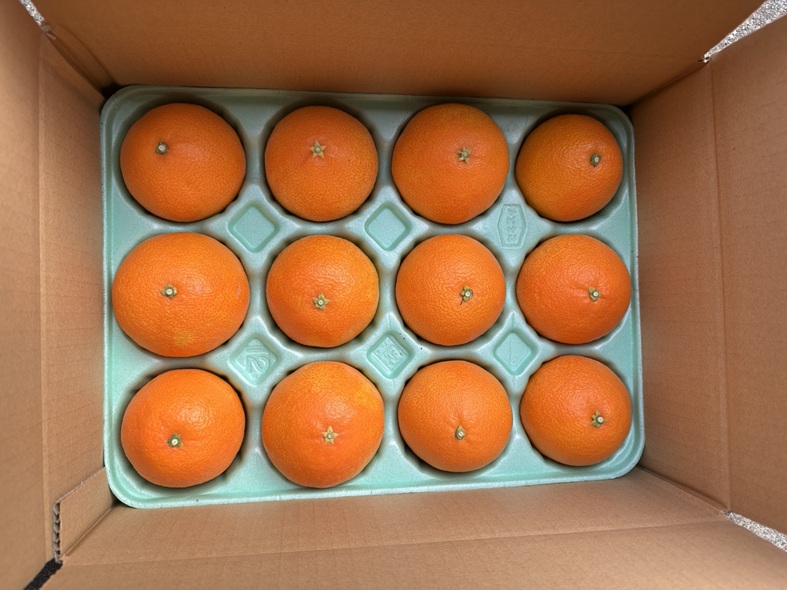 みかん 愛果28号 Lサイズ 12玉 贈答用 紅まどんなと同一品種 農園直送 先行予約 【11月中旬から順次発送予定】 愛媛 数量限定 愛媛県産 人気 柑橘 伊予市｜ B531