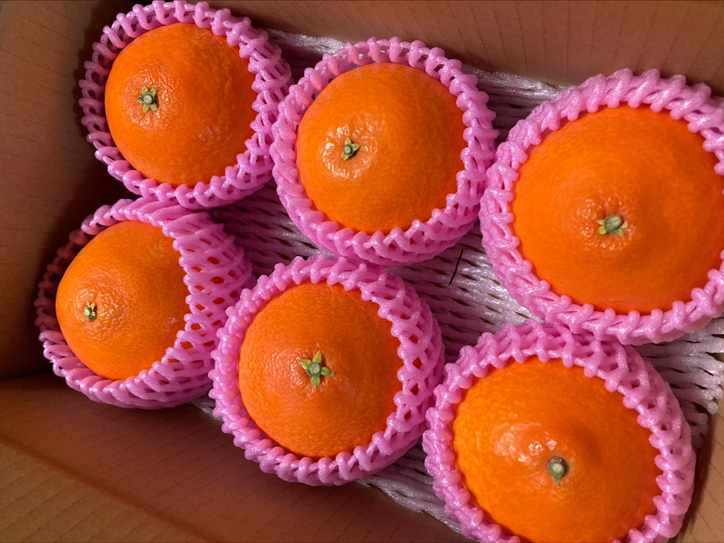 みかん 愛果28号 1.8kg 6玉 贈答用 紅まどんな同一品種 先行予約 【2026年12月以降順次発送予定】 愛媛 数量限定 愛媛県産 人気 柑橘 フルーツ 国産 おすすめ 伊予市｜B534