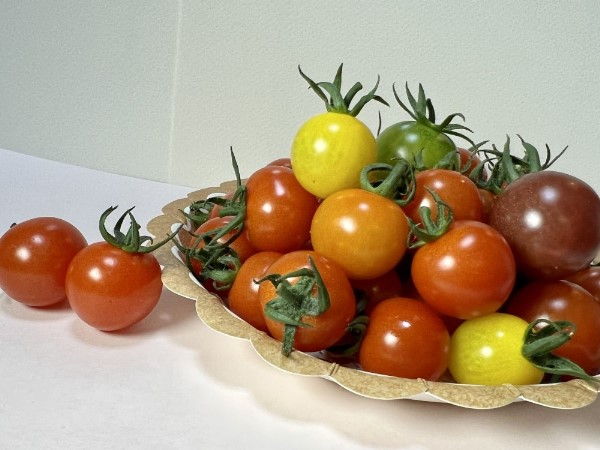 ミニトマト 160g?180g×10袋 カラートマト 【2025年12月上旬から順次発送予定】 食べくらべ 農園直送 完熟 愛媛 人気 伊予市｜B81