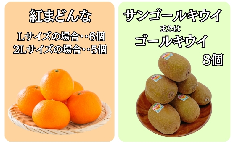 みかん 愛媛 サンゴールドキウイ ゴールドキウイ 【2025年11月下旬順次発送予定】 サンゴールドまたはゴールドキウイと紅まどんなのセット 人気 数量限定 柑橘 伊予市｜B88