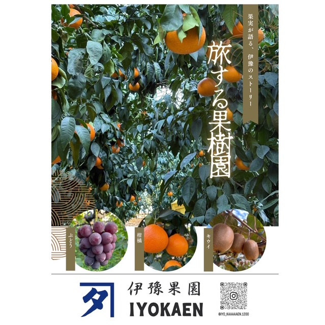 シャインマスカット 約2kg 【2026年先行予約・2026年9月から順次発送予定】 ぶどう 葡萄 果物 愛媛 人気 伊豫果園  伊予市｜C108