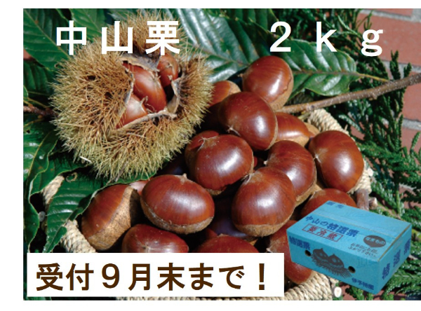 中山栗 2kg 秀2Lまたは3Lサイズ 日本三大栗 国産 栗きんとん 栗ご飯 甘露煮 マロン 焼き栗 茹で栗 渋皮煮 栗おこわ モンブラン 秋の味覚 特産品 愛媛県 伊予市 伊予市ブランド認定品 【季節限定】 【数量限定】 | C11