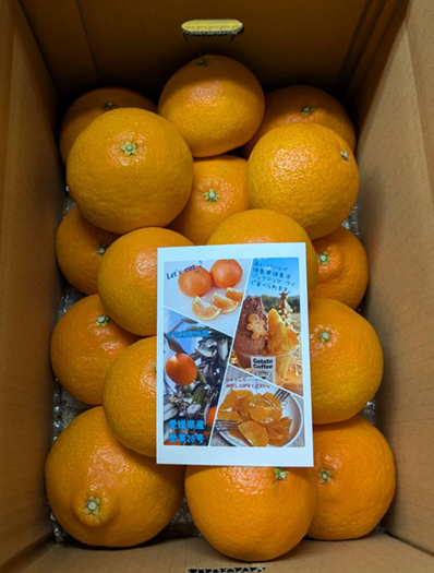 みかん 愛媛 愛果28号 紅まどんなと同一品種 5kg 家庭用 人気 数量限定 先行予約 柑橘 伊予市【2026年11月下旬以降順次発送】｜C120