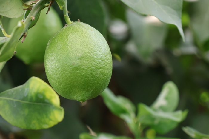  レモン グリーンレモン 愛媛 温室レモン ハウスレモン 2.5kg 【8月下旬から順次発送予定】 数量限定 檸檬 柑橘 フルーツ ビタミン 国産 伊予市｜C132