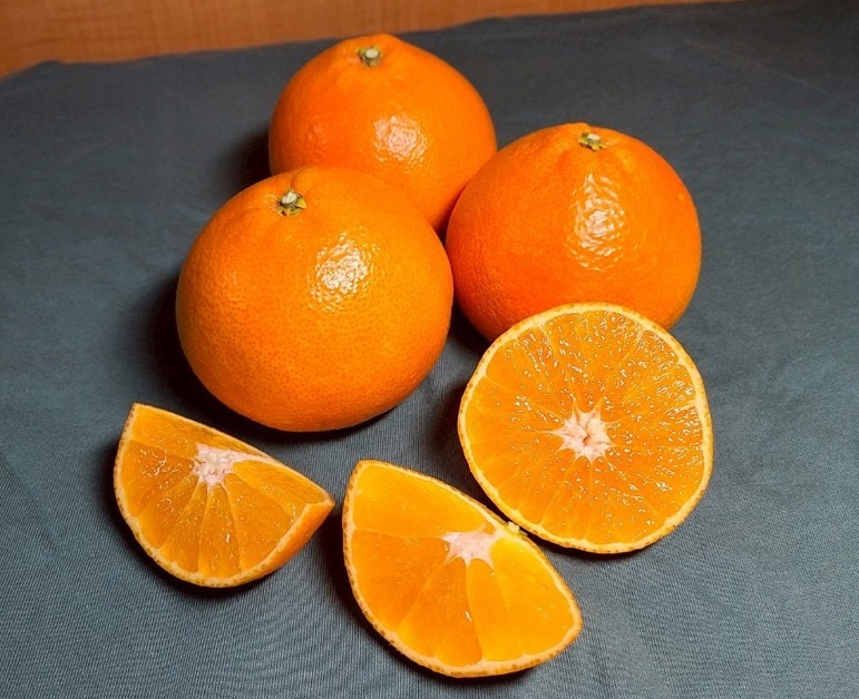 みかん 訳あり 愛果28号 紅まどんなと同一品種 5kg サイズミックス ご家庭用 【2025年12月から順次発送予定】 愛媛 人気 数量限定 先行予約 柑橘 伊予侍ファーム 伊予市｜C137