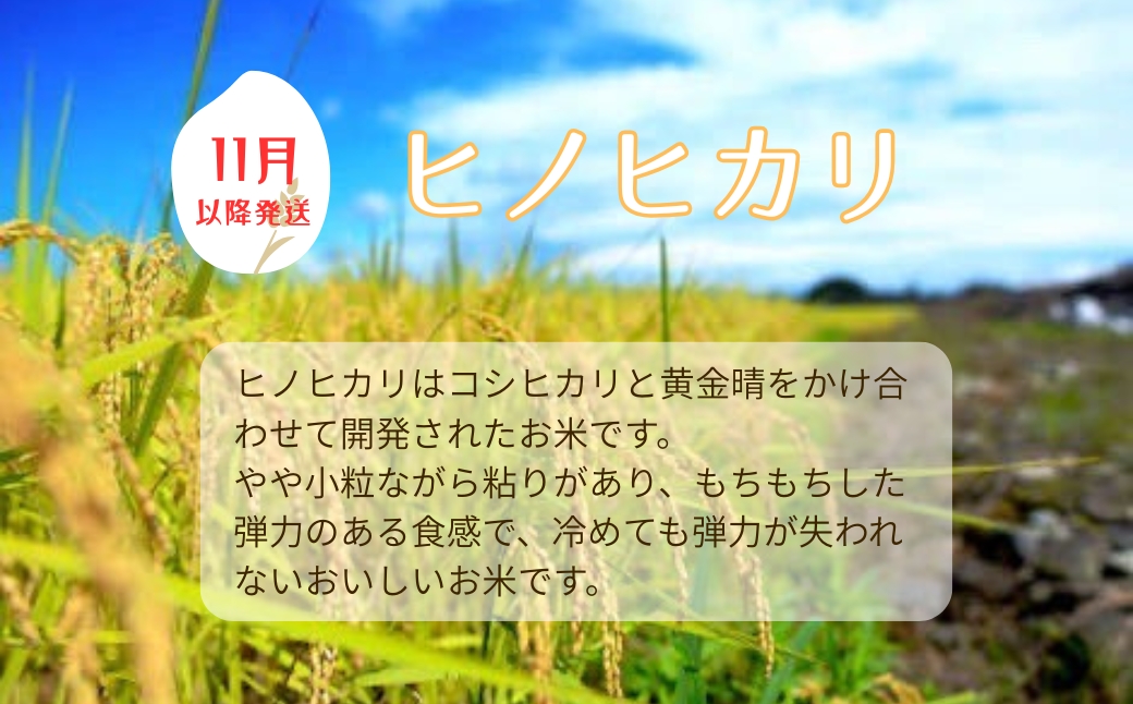 お米 令和7年産 新米 5kg ヒノヒカリ 特別栽培米  先行予約  【2025年11月以降発送】 精米 米 こめ コメ 白米 ごはん ライス 愛媛 伊予市｜C149