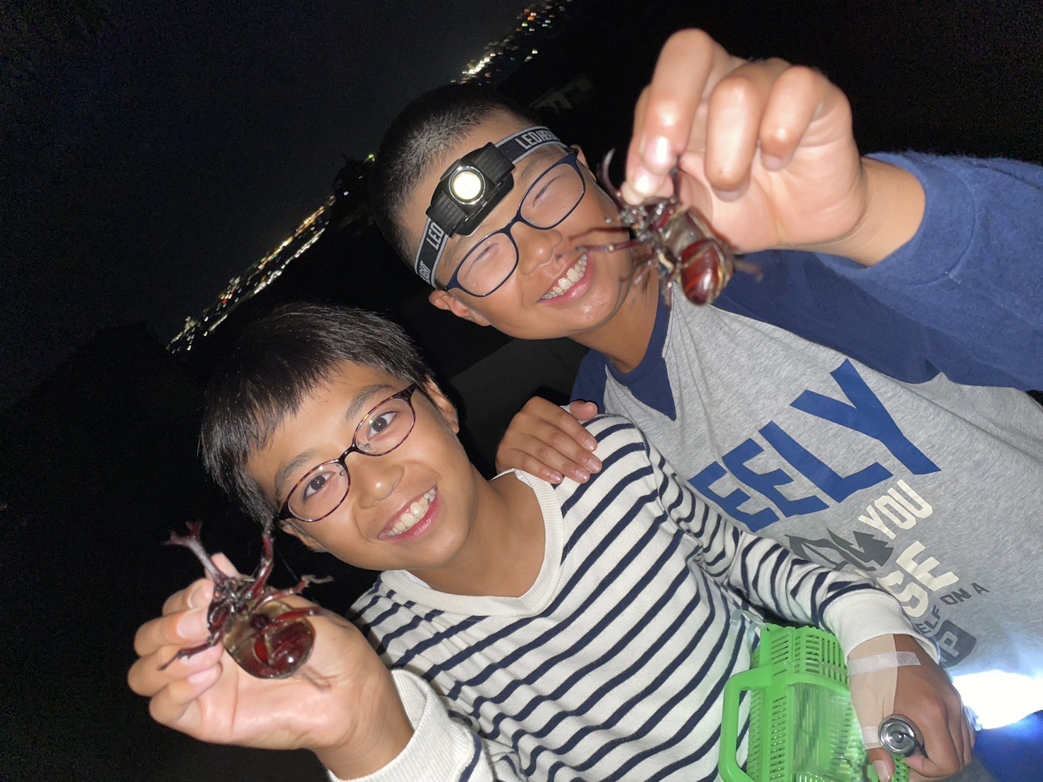 虫採り合宿（カブトムシ・クワガタ）in伊予市～向井虫店プレゼンツ～ 虫採り体験 体験型 虫 虫好き カブトムシ ヒラタクワガタ ノコギリクワガタ コクワガタ 愛媛県 伊予市 | C40