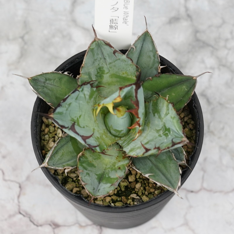 アガベ・チタノタ「藍鯨」 3.5号鉢 四国ガーデン 人気 多肉植物 インテリア 観葉植物 グリーン リラックス｜C78