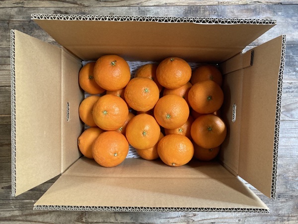 愛果28号 5kg バラ詰め みかん 紅まどんなと同一品種 農園直送 先行予約 12月から順次発送 愛媛 数量限定 愛媛県産 人気 柑橘 伊予市｜C92