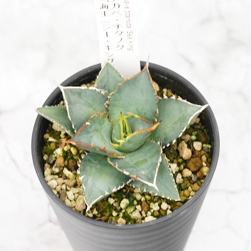 アガベ・チタノタ 海王 3.5号鉢 四国ガーデン 人気 多肉植物 インテリア 観葉植物 グリーン リラックス｜D21
