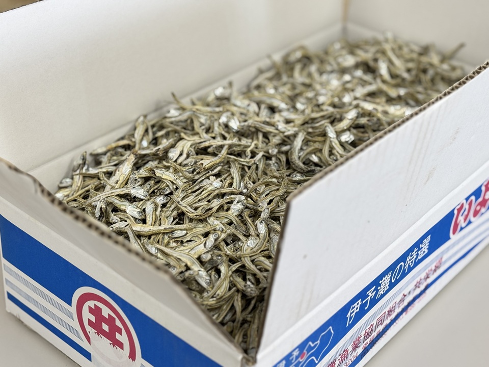 伊予煮干 いりこ 7kg 【10月以降発送】 伊予灘産 瀬戸内海 出汁 料理 おやつ カルシウム 健康 サクサク食感 海の幸 海産物 乾物 魚介類 おつまみ 保存食 特産品 愛媛 伊予市｜D47
