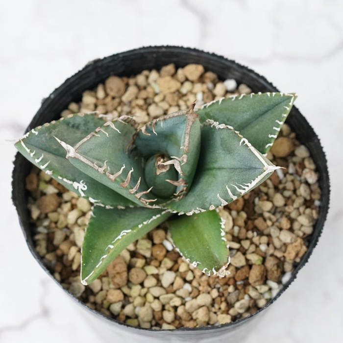 アガベ・チタノタ 「南アフリカダイヤモンド」 3.5号鉢 数量限定 四国ガーデン 人気 多肉植物  四国ガーデン 人気 観葉植物 グリーン リラックス ｜D49