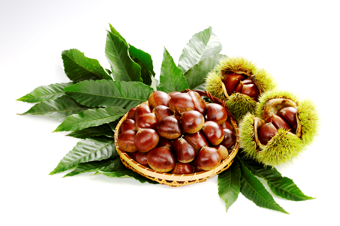 中山栗 銀寄 2Lサイズ 3kg 愛媛県ブランド 栗 クリ 冷蔵便 濃厚な甘み ホクホク 焼き栗 栗ごはん 中山町 伊予市 愛媛｜D66