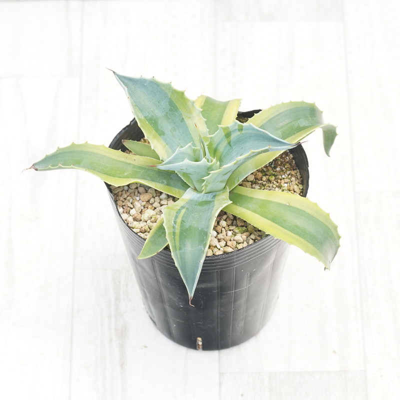 アガベ・オバティフォリア「オルカ」4号 四国ガーデン 人気 多肉植物 インテリア 観葉植物 グリーン リラックス | E18