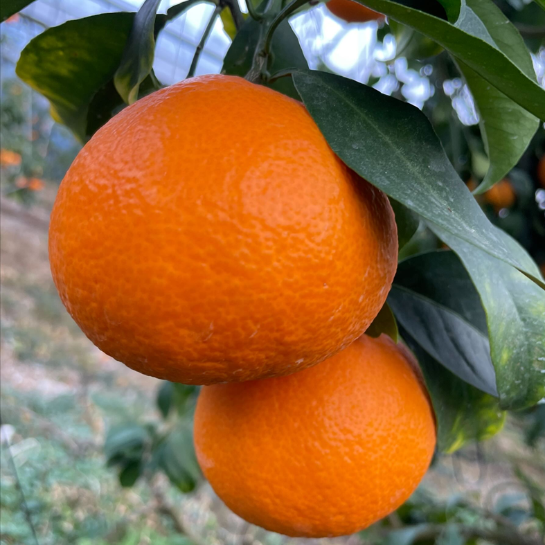 訳あり 愛果28号 2kg サイズミックス 【2026年12月以降発送】 紅まどんなと同一品種 みかん 愛媛 数量限定 先行予約 柑橘 伊予市｜A128