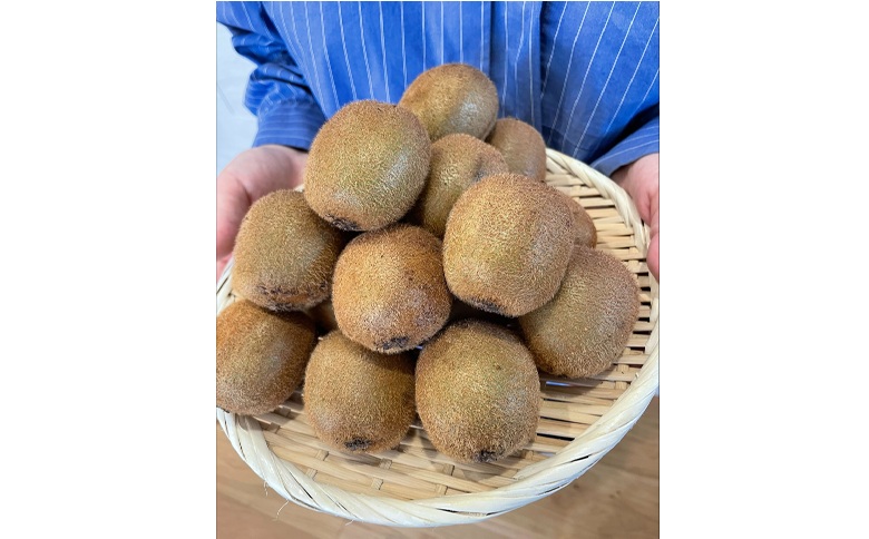 キウイ 2kg 愛媛 国産キウイフルーツ ヘイワード 先行予約 【2026年11月から順次発送予定】 数量限定 伊予市｜A20