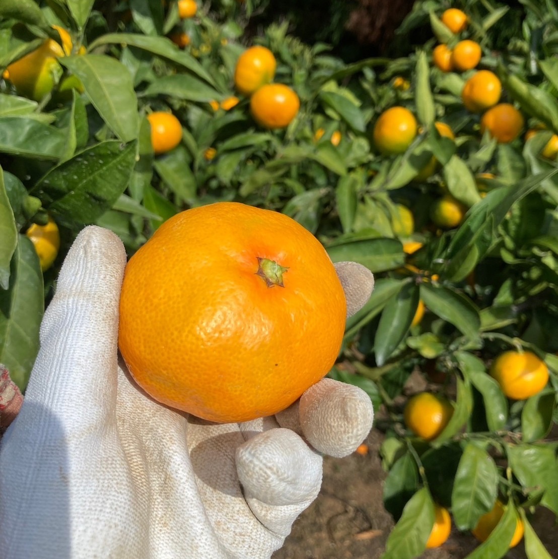 極早生みかん 3kg ご家庭用 農園直送 先行予約 【10月上旬から順次発送予定】 愛媛 数量限定 愛媛県産 人気 柑橘 伊予市｜ A98