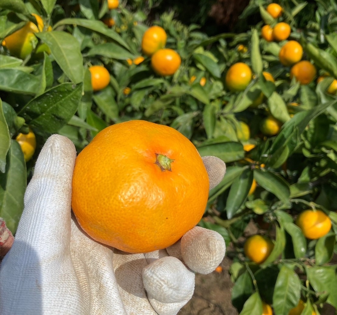 早生みかん 3kg ご家庭用 農園直送 先行予約 【11月以降順次発送予定】 愛媛 数量限定 愛媛県産 人気 柑橘 伊予市｜ A99