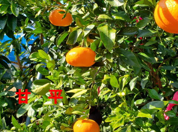 みかん 愛媛 甘平（5kg）サイズM～5L 人気 数量限定 先行予約 柑橘 伊予市 【2026年1月下旬から順次発送予定】｜B104