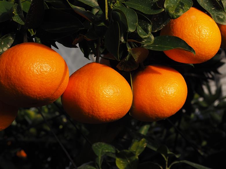 【2025年11月下旬から順次発送】みかん 愛媛 愛媛県産 紅まどんな 赤秀 3個入り 人気 数量限定 柑橘 伊予市｜B123