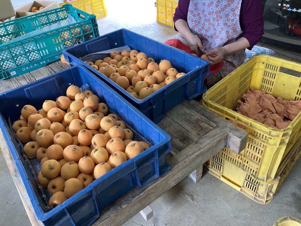 びわ 唐川びわ 約1.4kg（350g×4パック）L～3Lサイズ｜B126