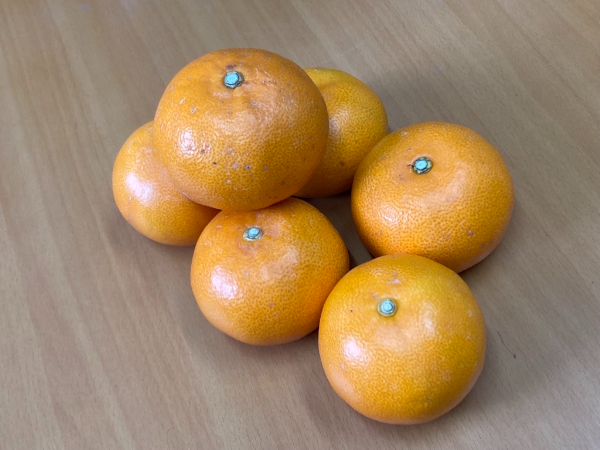 訳あり せとか 5kg ご家庭用 みかん 人気 数量限定 先行予約 愛媛 柑橘 【2026年2月中旬以降順次発送】｜B146