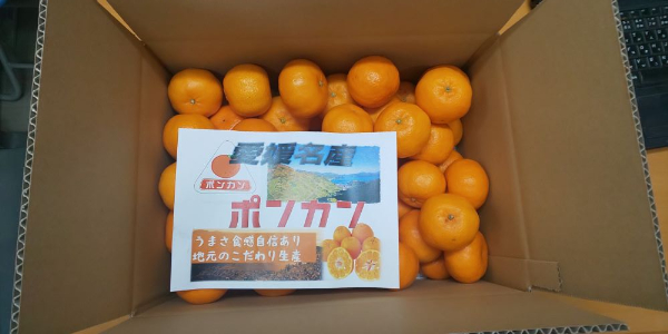 訳あり ポンカン 5kg ご家庭用 みかん 人気 数量限定 先行予約 柑橘 伊予市 【2026年1月中旬以降順次発送】｜B147