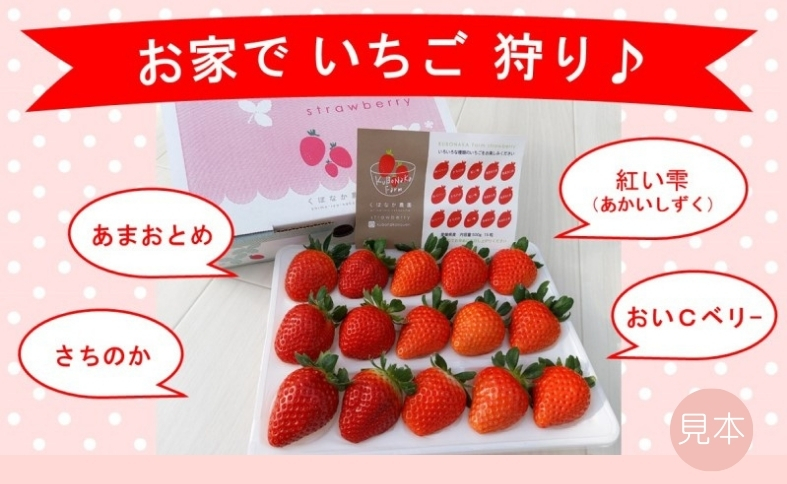 いちご 高級 ぜいたく いちご狩り気分 ランダム 4品種食べ比べセット あまおとめ 紅い雫 さちのか おいCベリー スターナイト かおり野 みくのか 数量限定 農園直送 ギフト 愛媛 人気 伊予市 くぼなか農園｜B15