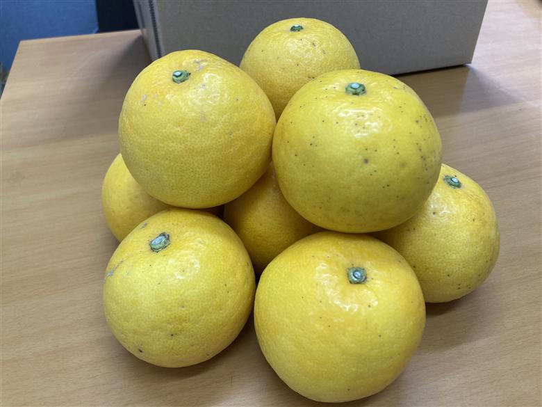 訳あり 河内晩柑 8kg ご家庭用 人気 【2026年4月以降順次発送】かわちばんかん 数量限定 先行予約  さっぱりした甘味 みかん 柑橘 蜜柑 くだもの フルーツ 国産 愛媛 伊予市｜B150